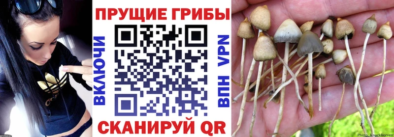 как найти   Лихославль  Псилоцибиновые грибы прущие грибы 